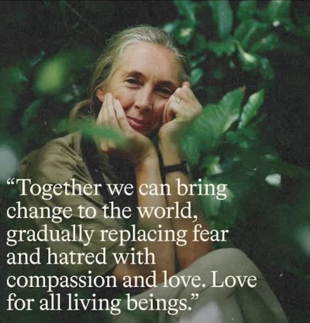 We honor an amazing advocate for protecting the natural world and respect for all animals.
Rest in Peace Jane Goodall
Apr 3, 1934 - Oct 1, 2025