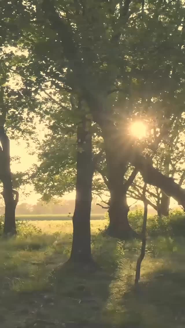 Declaration Week 3: God preserves us and He will justify us.
“For surely I know the plans I have for you, says the Lord, plans for your welfare and not for harm, to give you a future with hope.”
Jeremiah 29:11
“…whom He called, these He also justified; and whom He justified, these He also glorified.” Rom 8:30b