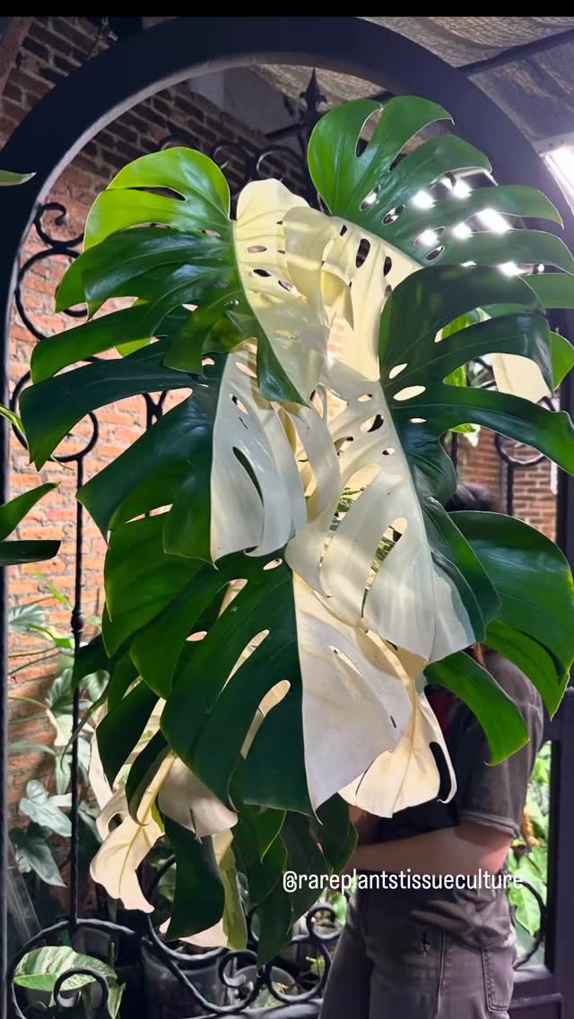 Consistent gorgeous half moons 🌓
It’s that time of the week to kick back and enjoy the garden 🪴
#plantsbiggerthanmyhead #plantsbiggerthanmyface #bigplants #monsteraalbovariegata #monsteraalbo #monsteraborsigiana #monsteraalbohalfmoon #tgif #happyfriday #happyfriyay #weekend