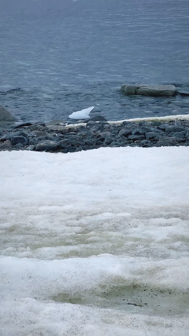 Only a few cabins remain for our 2027 Antarctica expedition. Availability is very limited, and once these final cabins are gone, the opportunity sails away with them. ❄️
Join us for one of the most extraordinary journeys on Earth.
Link in bio to learn more and secure your spot. 🐧✨
#antarctica #antarcticatravel #antarcticaexpedition #bucketlisttravel #polartravel #travelcommunity