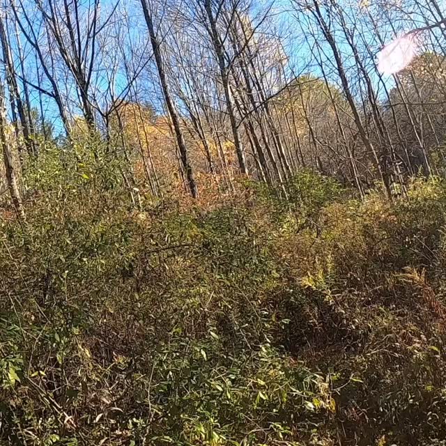 Breeze found some woodcock on the ghost farms. This was a fantastic cover when I hunted here with Maggie, our first setter. I always thought of it as her cover. Today it’s just ok, if you go by the numbers. I come back for the memories. Breeze gave me a few more of those today.
#woodcock #birddogs
