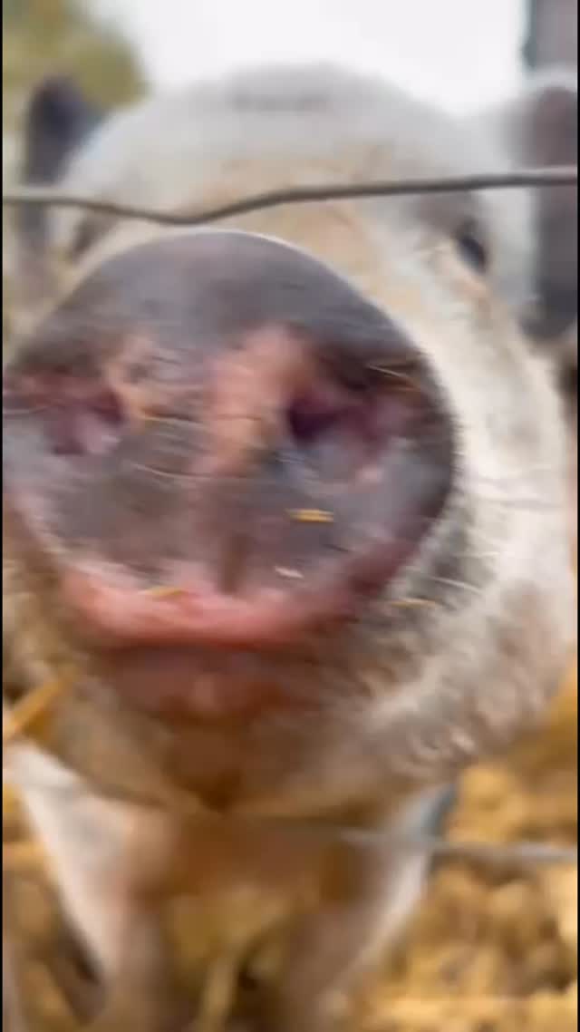 Hey little piggy 🐽 #animaleducation #pigs #piglife #warringtonfarm #alpacafarm #pettingfarm #woodlandsalpacafarm