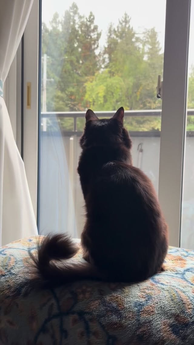 仕事に行く前に少しだけ遊んであげます😊今日もチュール買う為に頑張るからね💪🏾#レインボーハス園 #蓮 #遺品整理弘光 #ハウスクリーニング #生前整理 #