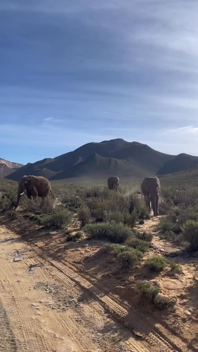 South Africa July 2026!!!! Adventure lovers — are you ready?
South Africa 2026 is packed with safari thrills, bucket-list landscapes, incredible wildlife, dramatic coastal routes, and experiences you simply can’t find anywhere else. Call to secure your spot today at (868)364-2903