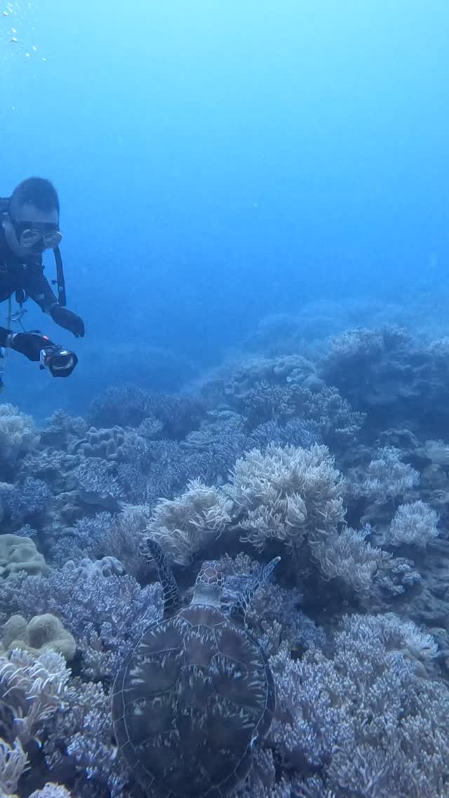 真栄田岬の甲羅かじられてる子をカメコって呼んでます。
#沖縄ダイビングショップ #scubadiving #スキューバダイビング #awoddiving #アワードダイビング沖縄 #okinawadiving #underwater #沖縄ダイビングスクール #水中世界
こんにちは!アワードダイビング沖縄です!
良いなと思ったらGood👍とフォロー🔔をお願いします。
沖縄本島中部〜北部の海でダイビングスクールとガイドをおこなっています。
沖縄のダイビング旅行はアワードダイビング沖縄で楽しもう!
アワードダイビング沖縄
https://www.awoddiving.com/
※ホームページからご予約可能です。
ーーーーーーーー
インスタグラム
ID/awoddiving_okinawa
ーーーーーーーー
YouTube
アワードダイビング沖縄
AWOD DIVING OKINAWA
ーーーーーーーー