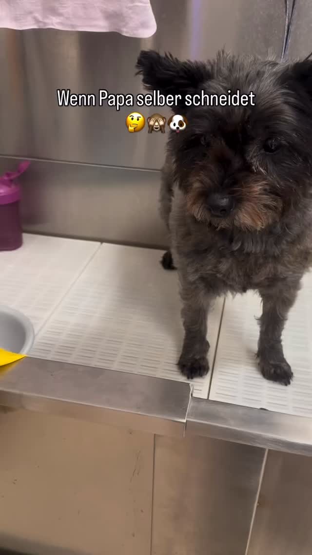 #grooming #luzern #grooming_luzern #maltese #hundesalonluzern #pudel #pomeranian #terier