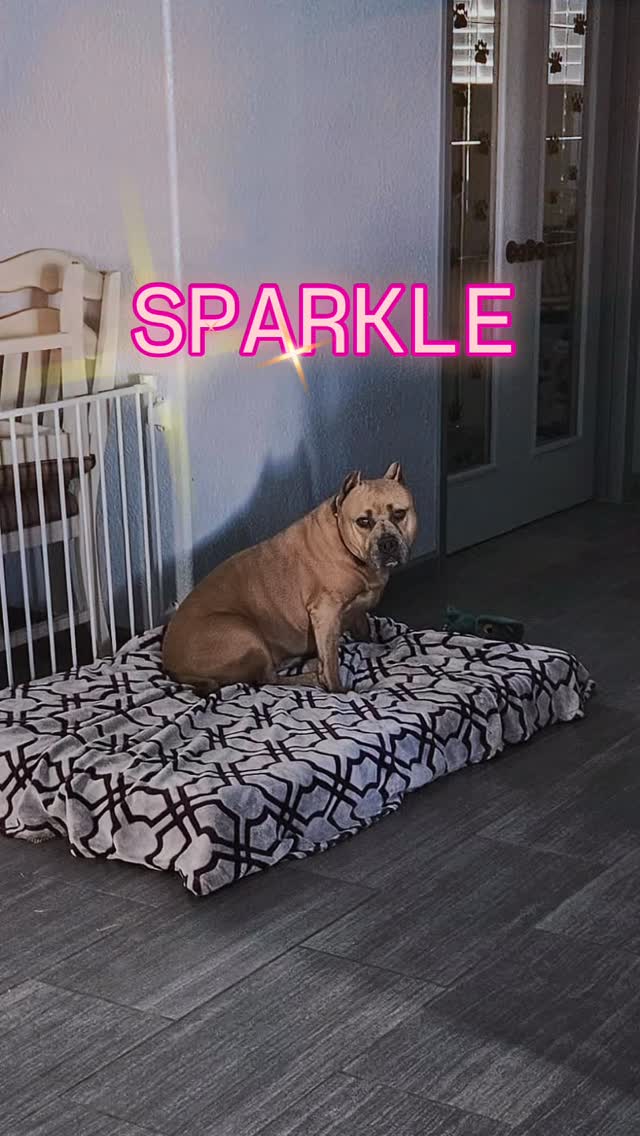✨ Sparkle ✨
Enjoyed some time this past weekend with Sparkle, boarding. She even got to take home a new toy & show her momma 💕 Always good to see the former rescues living their best lives!
#abetterpetdogtraining #dogreels #dogboarding #dogsoflasvegas #vegasdogs #explore #lasvegasdogtrainer #dogboardinglasvegas #sparklesparkle #newtoywhodis #weekendvibes