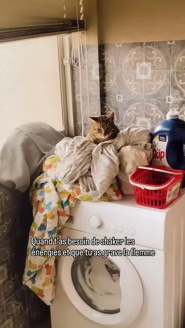Quand tu veux shaker ou shifter tes énergies et que tu as la flemme... Bah tu trouves des alternatives 😝
(Les chats nos plus grands enseignants... 😼)