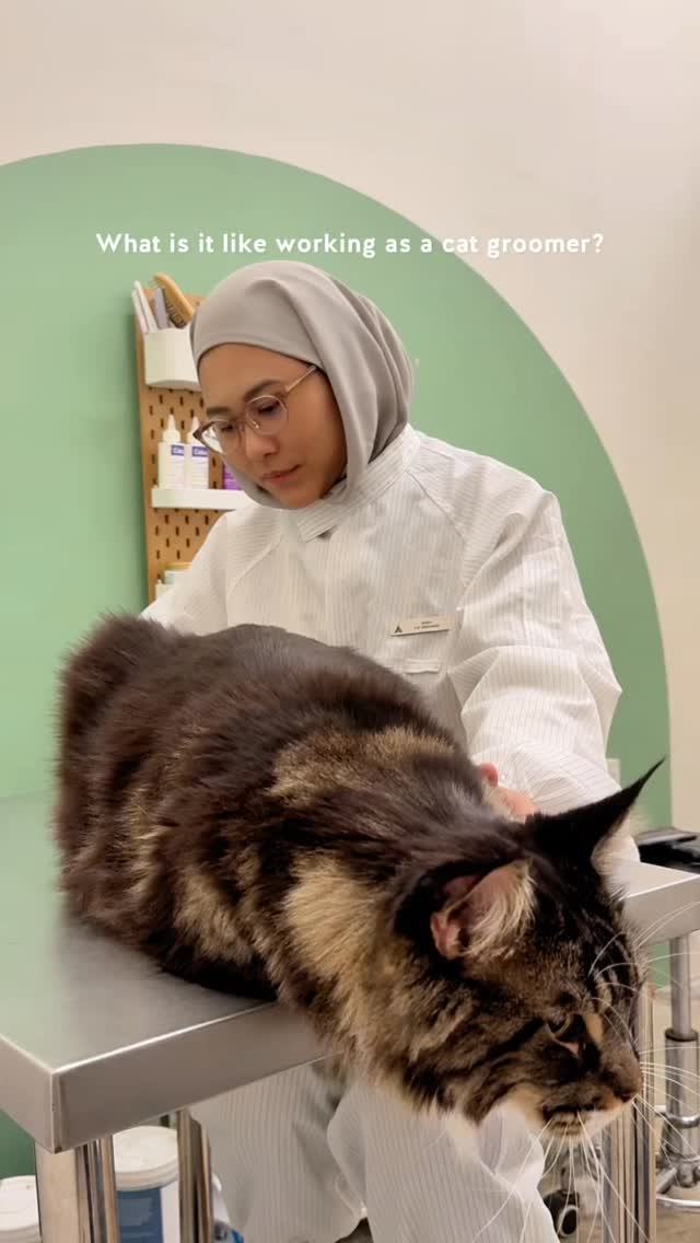 Grooming cats is 10% cute haircuts and 90% “wHy ArE yOu LikE tHis?” moments.
Stressful? Yes. But we live for the chaos. Every day is different, every cat has a story, and our groomers still show up with love and patience 🫶✨
#catgrooming #GroomAtCampKitty