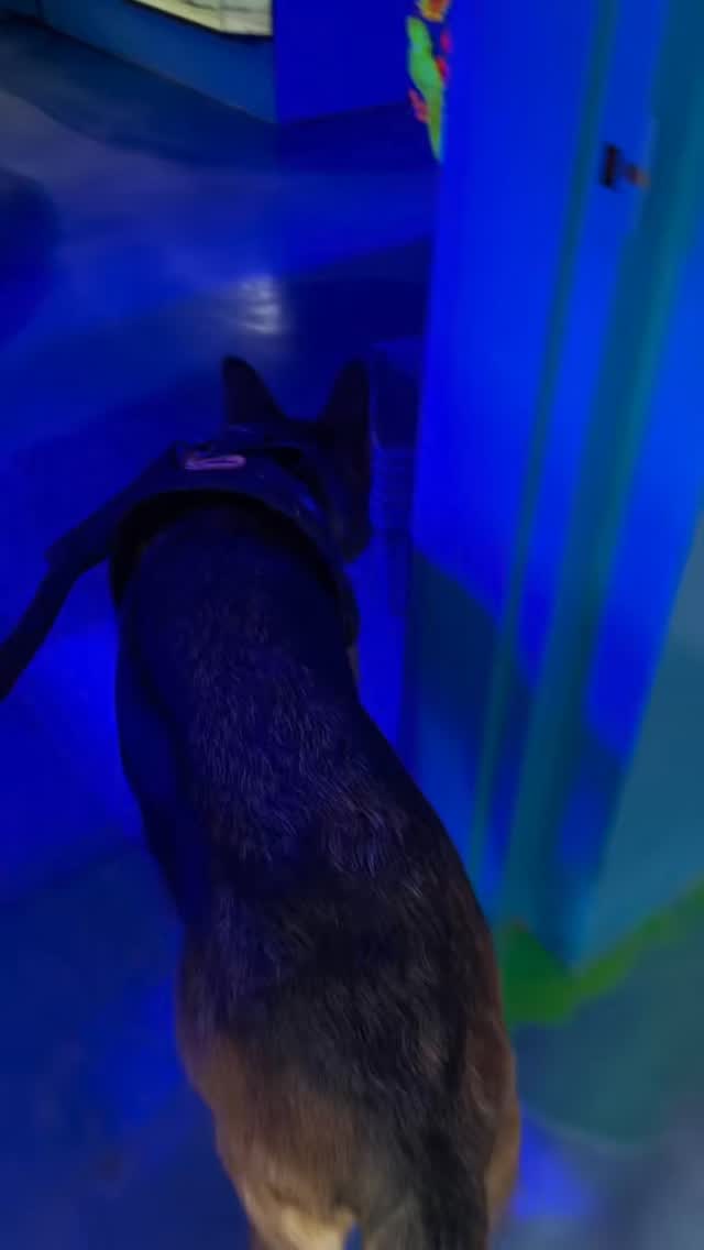 That time we went to the fish store #fish #fishstore #dogsofinstagram #gsd #germanshepherd #gsdofinstagram #gsdlife #gsdnation #gsdlove