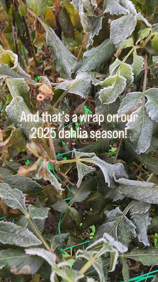 2025 First frost date: November 18
Now to get the rest of these seeds sorted and packaged!