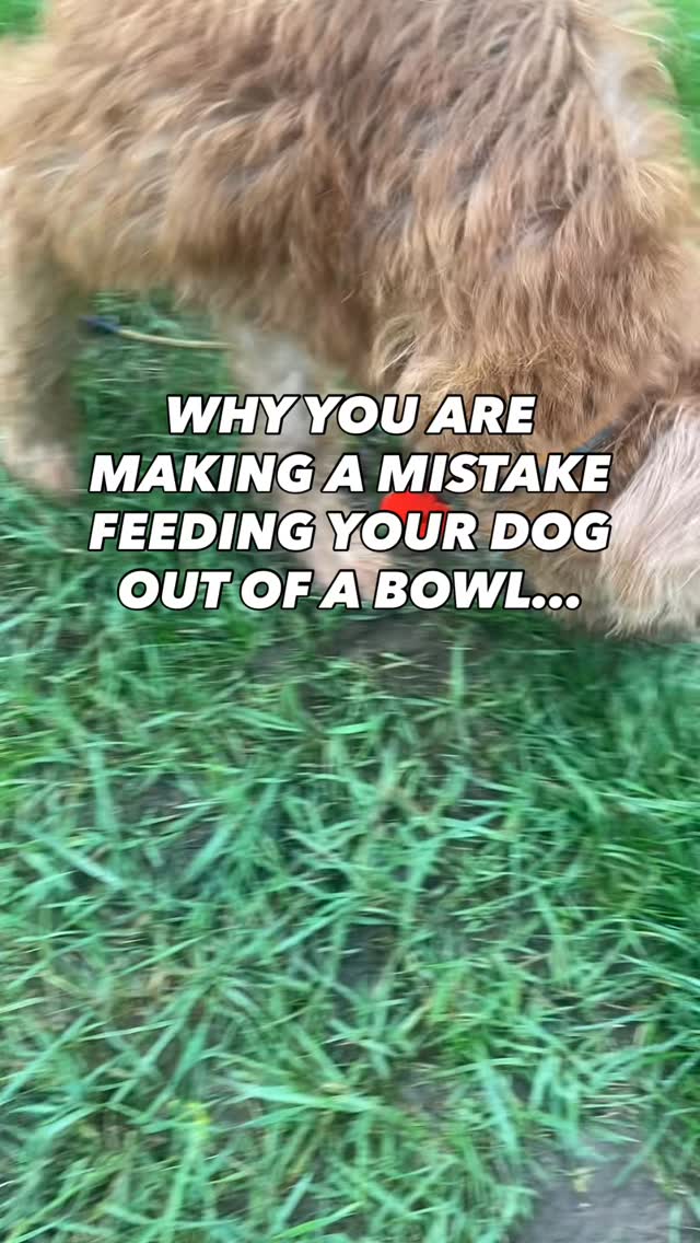 This doesn’t have to be the case forever or with every meal
But if you are finding your dog isn’t getting enough stimulation or if they are a young dog with lots of energy
Scatter feeding is a great way of firing them out
It’s a great way of making them feel content
If you have a young dog and you’re still trying to train them
Scatter feeding and hand feeding during training are a must and big missed opportunities if you aren’t doing them
Drop us a follow for more training tips
#chalfontstpeter #chalfontstgiles #gerrardscross #dogwalking #dogwalker🚶🏻♂️🦮💨 #seergreen #beaconsfield #dogtrainer #dogtraining