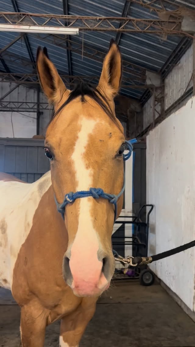 Dallas has some Wabi Sabi 😆
#paintedstarequestrian #funnyhorse #funnyanimals #wabisabi #barnlife