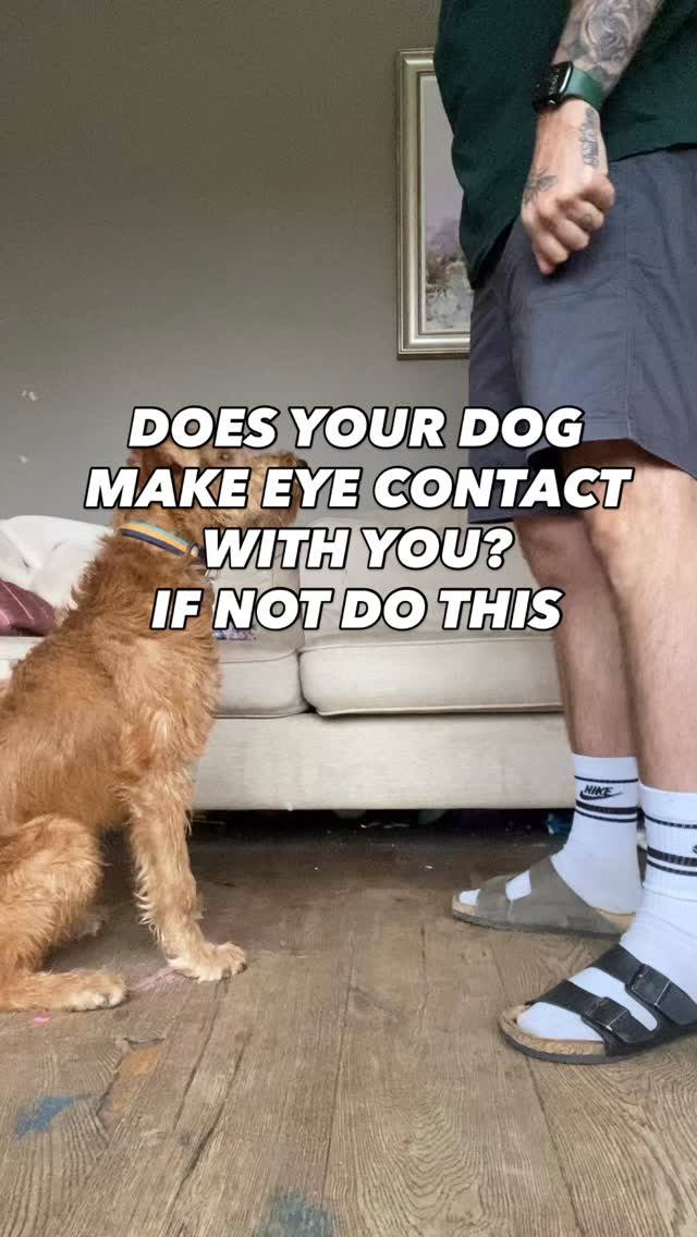 Eye contact is EVERYTHING!
If your dog never acknowledges you then that means they don’t look at you as being in charge
They think they can just do whatever they want without you approving the behaviour
Your dog needs to look to you for guidance on how to behave
Once you have cracked that you are on your way to a better behaved dog
#chalfontstpeter #chalfontstgiles #gerrardscross #dogwalking #dogwalker🚶🏻♂️🦮💨 #seergreen #beaconsfield #dogtrainer #dogtraining