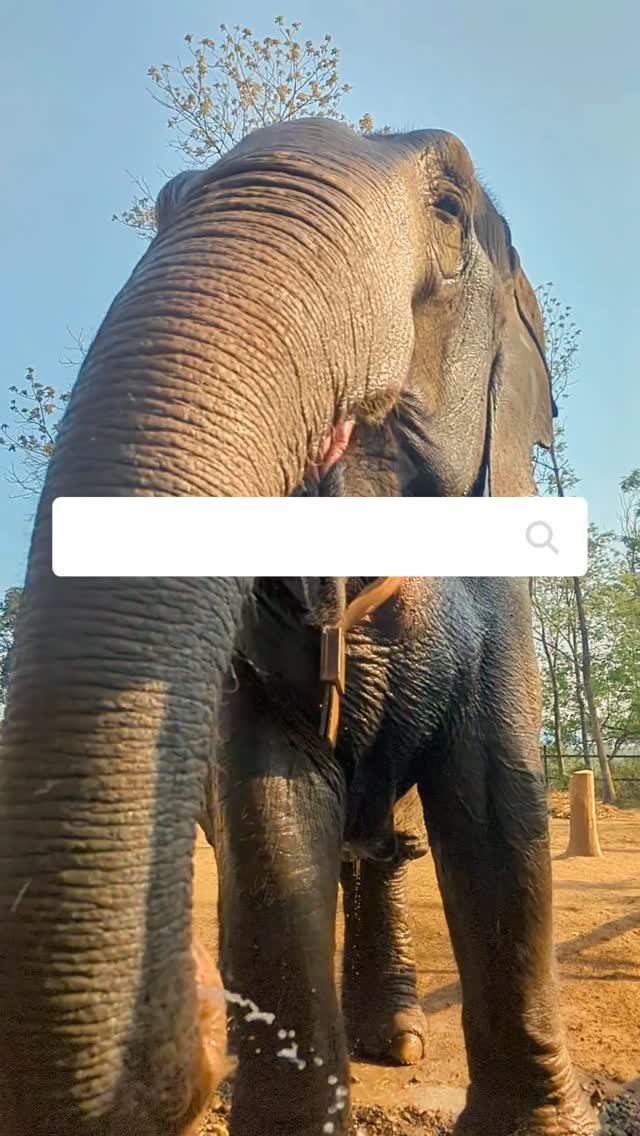 🇬🇧 Looking for an ethical place to observe and learn about elephants?
At Stand Up 4 Elephants, you can meet rescued elephants in a peaceful environment where their well-being always comes first.
Just respect, awareness and responsible tourism that truly benefits the elephants.
Come discover Eva and Lhamo’s world and support ethical elephant care in Nepal. 🌿🐘
🇫🇷 Vous recherchez un endroit éthique pour observer et apprendre à connaître les éléphants ?
À Stand Up 4 Elephants, vous pouvez rencontrer des éléphants sauvés dans un environnement calme où leur bien-être passe avant tout.
Pas de promenades, pas de chaînes — uniquement du respect, de l’éducation et un tourisme responsable qui profite réellement aux éléphants.
Venez découvrir l’univers d’Eva et Lhamo et soutenez des soins éthiques pour les éléphants au Népal. 🌿🐘
ethical elephant encounter, nepal wildlife, ethical tourism, elephant sanctuary, rescued elephants, positive reinforcement training, conservation nepal, responsible travel, wildlife protection, humane tourism
#elephants #ethicaltourism #responsibletravel #nepal #standup4elephants #rescuedelephants #ethicalelephantexperience #wildlifeconservation #positivechange #bekindtoanimals #animalwelfare #supportNGOs #travelwithpurpose #savetheelephants