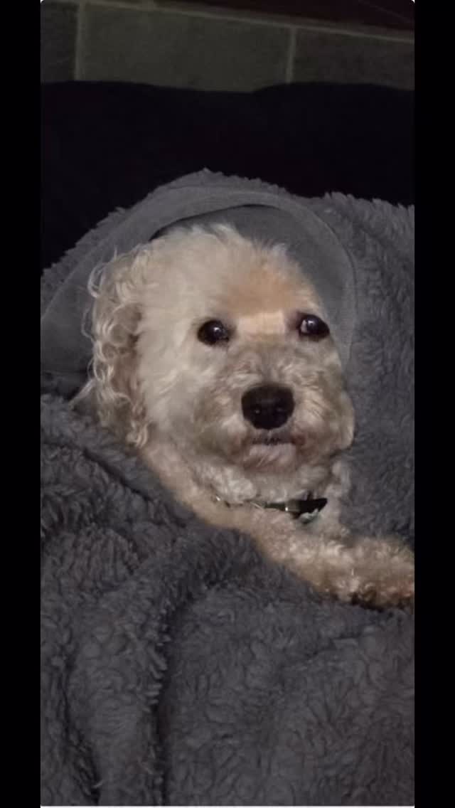 I'd never!!😡🤣Join us at DOGAROOO — the Ultimate Dog Convention! 🐾🐕🐩
Mark your calendars 🗓️ March 6–7, 2027 at the @pasadena_conventioncenter in Pasadena, CA! This is the can’t-miss event for dog lovers everywhere. 🐶✨
Here’s what you & your pup can look forward to:
✨ Vendors & Sponsors with treats, toys, food & must-have products
🎓 Meet & learn from some of the world’s top dog trainers
🏡 On-site adoption area in partnership with local shelters ❤️
👑 Dog costume contest + “Best in Show” competition
🌳 Dog park, pet games, dog art, fashion and fun for the whole family
Our mission at Dogarooo Convention is simple: create the ultimate experience for dog owners while helping pups across California find their forever homes. 🐾
🐕💼 Interested in sponsoring or booking a booth? Email us through the link in our bio today!
📍 Pasadena Convention Center
📅 March 6–7, 2027
#Dogarooo #DogConvention #pasadenadogs #DogParents #DogsOfInstagram #amazonpets #amazondogs #convention #conventions #rescuedogsofinstagram #dogevent #dogreels #doginfluencer #doginfluencers #doginfluencersofinstagram #dogtoysofinstagram #petexpo #funnydogvideos #dogtraining #dogtrainers #dogtreat #funnydogs #funnydog #losangelesdogs #weimmoments #doginfluencersofinstagram #funnydogreels #doglovers #dogreels #dogvideo #maltipoos