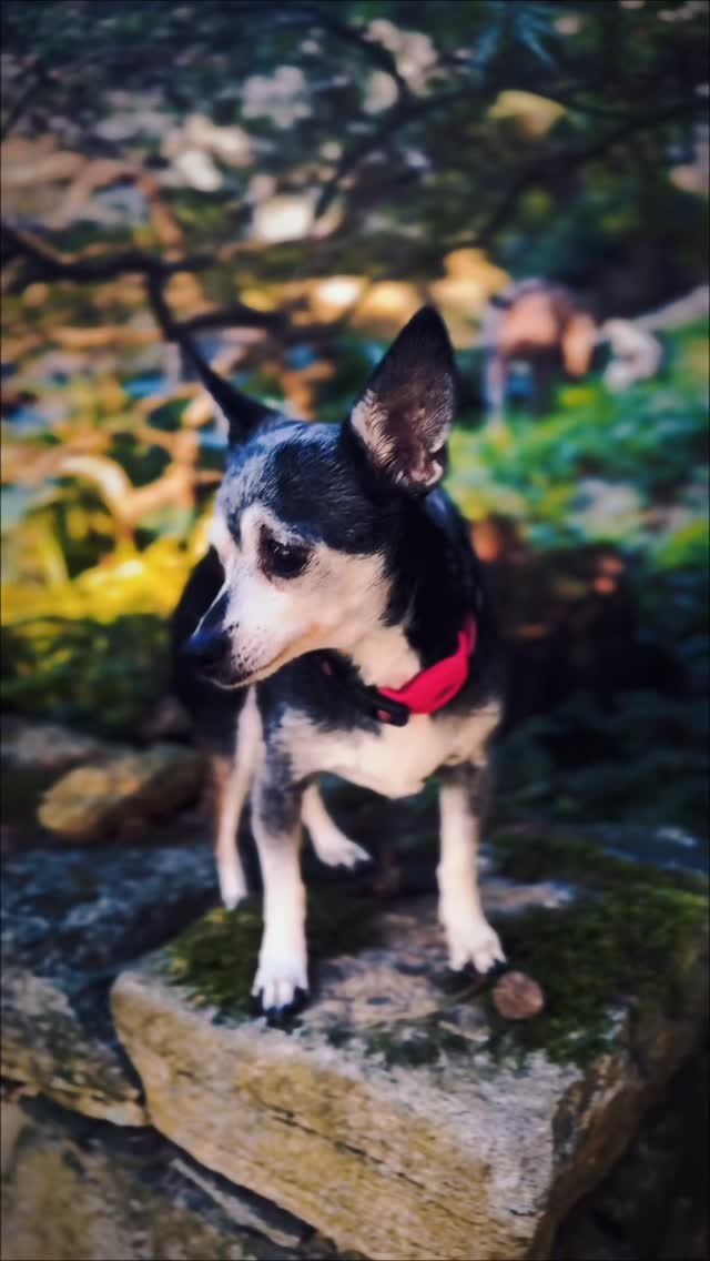 If you’re lucky enough to be loved by a dog, you already have everything you need. 🤍🐶✨#rescuedogs Join us at DOGAROOO — the Ultimate Dog Convention! 🐾🐕🐩
Mark your calendars 🗓️ March 6–7, 2027 at the @pasadena_conventioncenter in Pasadena, CA! This is the can’t-miss event for dog lovers everywhere. 🐶✨
Here’s what you & your pup can look forward to:
✨ Vendors & Sponsors with treats, toys, food & must-have products
🎓 Meet & learn from some of the world’s top dog trainers
🏡 On-site adoption area in partnership with local shelters ❤️
👑 Dog costume contest + “Best in Show” competition
🌳 Dog park, pet games, dog art, fashion and fun for the whole family
Our mission at Dogarooo Convention is simple: create the ultimate experience for dog owners while helping pups across California find their forever homes. 🐾
🐕💼 Interested in sponsoring or booking a booth? Email us through the link in our bio today!
📍 Pasadena Convention Center
📅 March 6–7, 2027
#Dogarooo #DogConvention #pasadenadogs #DogParents #DogsOfInstagram #amazonpets #amazondogs #convention #conventions #rescuedogsofinstagram #dogevent #dogreels #doginfluencer #doginfluencers #doginfluencersofinstagram #dogtoysofinstagram #petexpo #funnydogvideos #dogtraining #dogtrainers #funnydog #losangelesdogs #cutedog #doginfluencersofinstagram #funnydogreels #funnydog #funnydog #dogmeme #dogs #funnydogmemes #chihuahuas