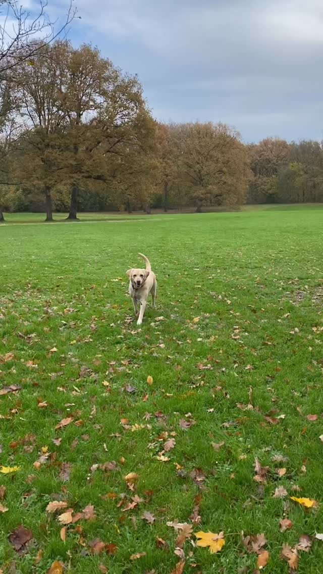 Deze razers genieten van een heerlijk rustig bosโฆ met mooie herfst kleuren.
๐พ Bink, Charly, Senna, Teddy, Roos, Zoรซ, Benji & Ebbie
#amsterdamsebos #uitlaatservice #uitgeraasd #dogwalker #dogwalking #hond #honden #dogs
