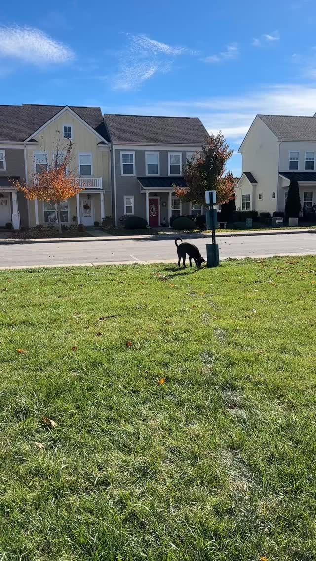 Can we please normalize using green spaces for our dogs for what they were intended for instead of a pretty picture?
Amelia was my first dog walking CLIENT, and I’ve never really offered the service before, but she got a lot out of it and we will definitely be doing more of these!
If you think that a 45 minute structured walk is for your dog, maybe it is, but is it more for you? I don’t hate walks. I actually think they’re super beneficial, but if it’s all structure all the time and there’s never any of this, your dog’s missing out, and so are You
#DogTraining #dogsofinstagram