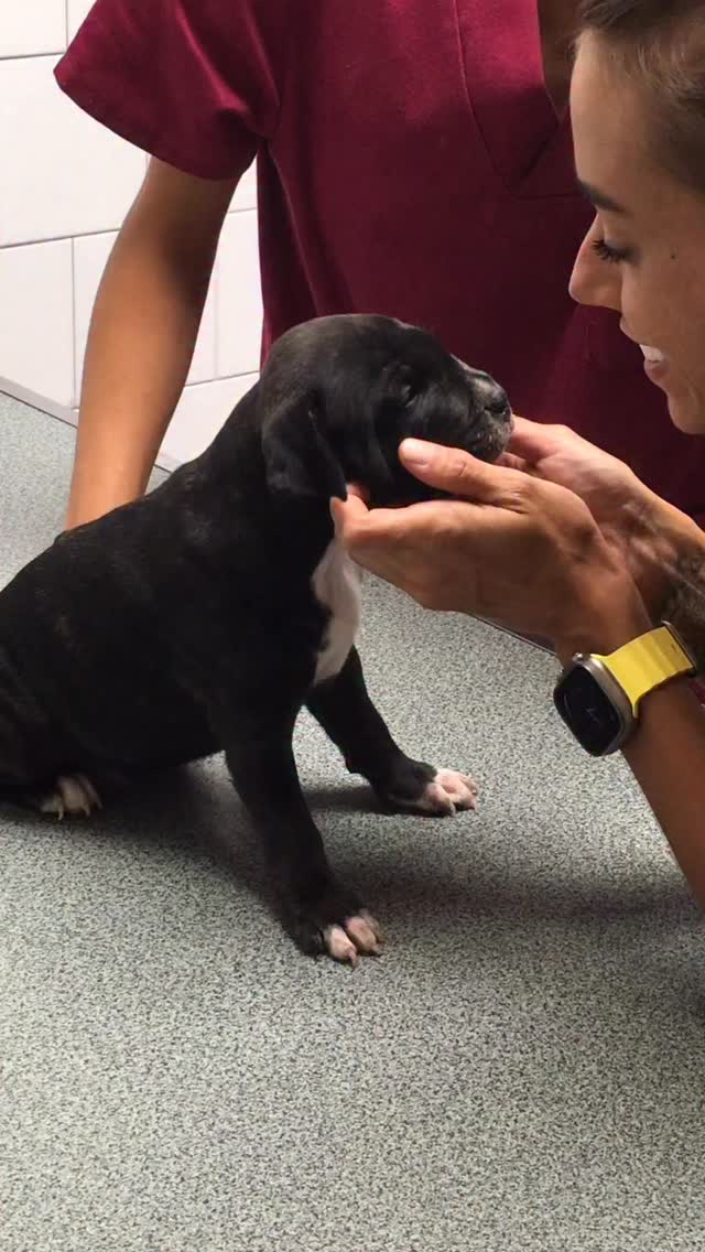 A la vida i a la feina, qui sap riure sap viure 🤍 #teambestiari