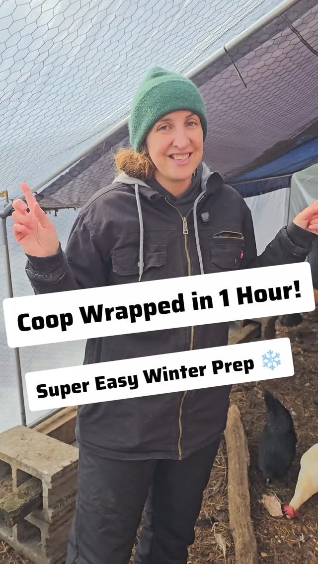 Wrapping our chicken run only took about an hour (45 minutes of planning & 15 minutes of work 🤣) — and honestly, it was SUPER easy! 🙌
Clear 3-mil plastic, and little teamwork, and boom… a cozy, draft-free winter hangout for the flock.
If you’re nervous about winterizing your coop, don’t be. This is one of the simplest upgrades you can do!
Have you wrapped your run yet this year?
#BackyardChickens #WinterPrep #ChickenCoop #ChickenRun #HomesteadLife #DIYHomestead #simplegroundedlife