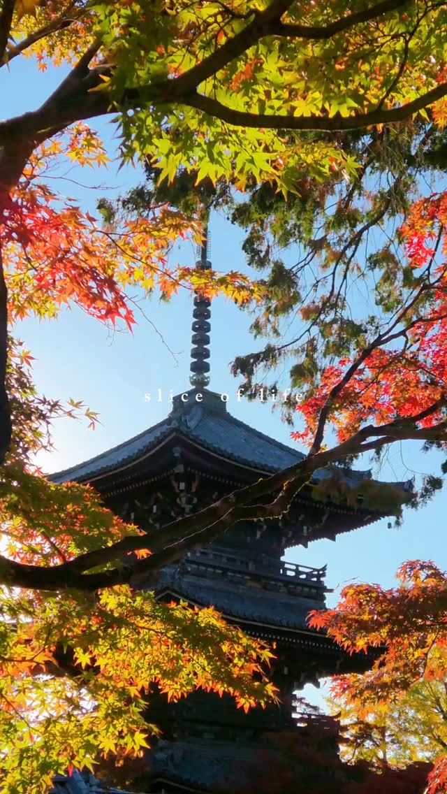 Momiji season is here!
The autumn colors are showing in Kyoto 🍁🍂
#sliceoflife #kyotojapan #momijiseason #autumnvibes #travelmoments