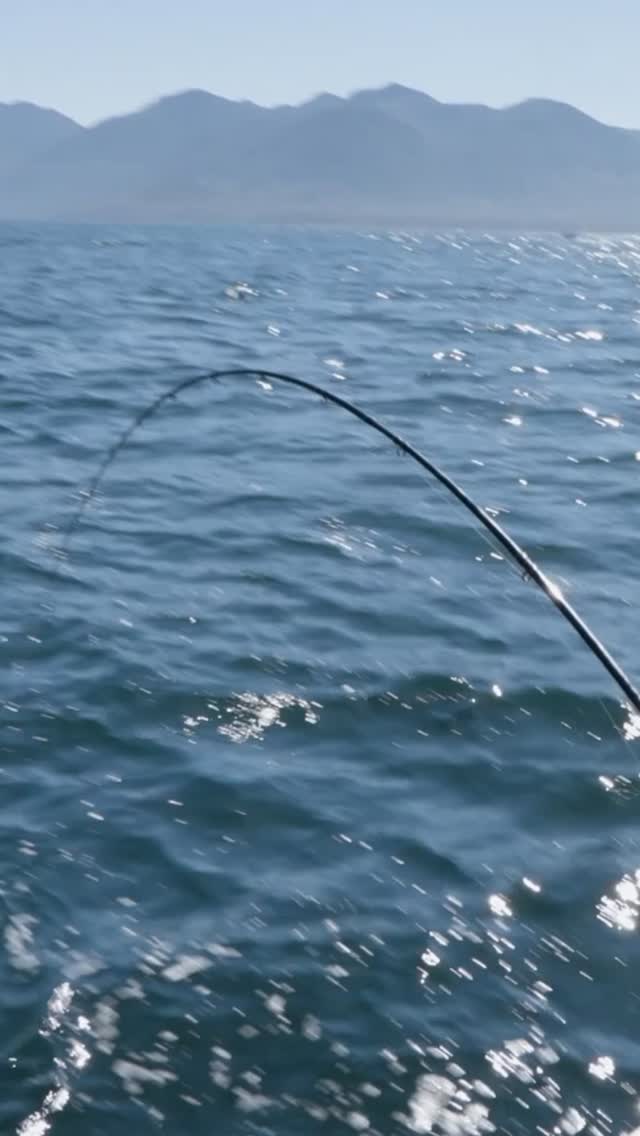 When fishing with friends, it’s important to choose wisely — those net jobs can make or break a friendship. 😂
Thankfully, with the winning team we had this day out of @westview_marina_tahsis with Jesse from @bcwildlifefederation - we weren’t just fishing — we were catching.
Our setup:
@scottyproducts – downriggers for the perfect drop
@luckystrikebaitworks - because a good net job can save the day
@luhrjensenfishing rods and reels – built to battle the best.
@sufixlines – strong, smooth, and reliable when it counts.
@ultradeckflooring – keeping clean-up quick so we can get back to what matters most... fishing!
Because on days like this, teamwork — and great gear — make all the difference.
#BCOSF #Season16 #ScottyDownriggers #LuhrJensen #SufixLine #UltraDeck #FishingGear #SportFishing #CatchAndRelease #FishingWithFriends #TeamworkOnTheWater