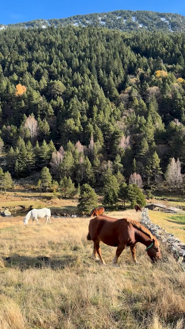 So good to get out and about sketching from life today. Being out in nature and especially close to horses brings me so much peace. The wind was slightly troublesome… but hey, that’s what keeps it exciting!
Català
Quina alegria poder sortir a fer esbossos de la vida real avui. Estar a la natura, especialment a prop de cavalls, m’aporta molta pau. Encara que el vent ha sigut una mica problemàtic… però eh, això es lo que fa que sigui divertit!#Sketching #sketchinghorses #thegreatoutdoors #andorra