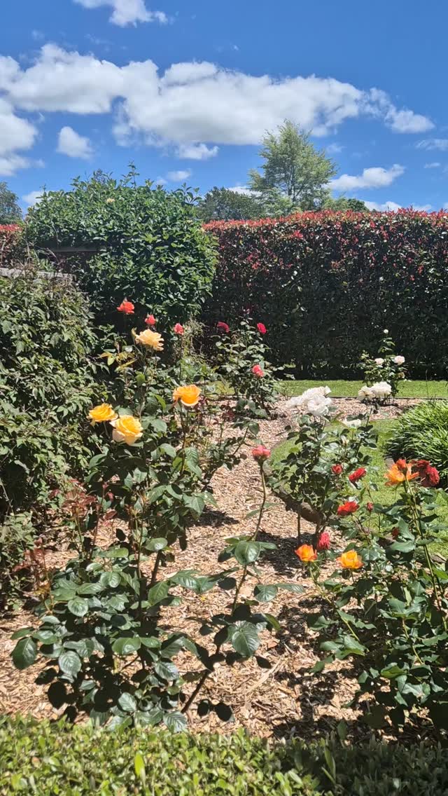 Rotorua festival of Gardens 2025
#RotoruaFestivalOfGardens #nzgardens #rotoruaevents