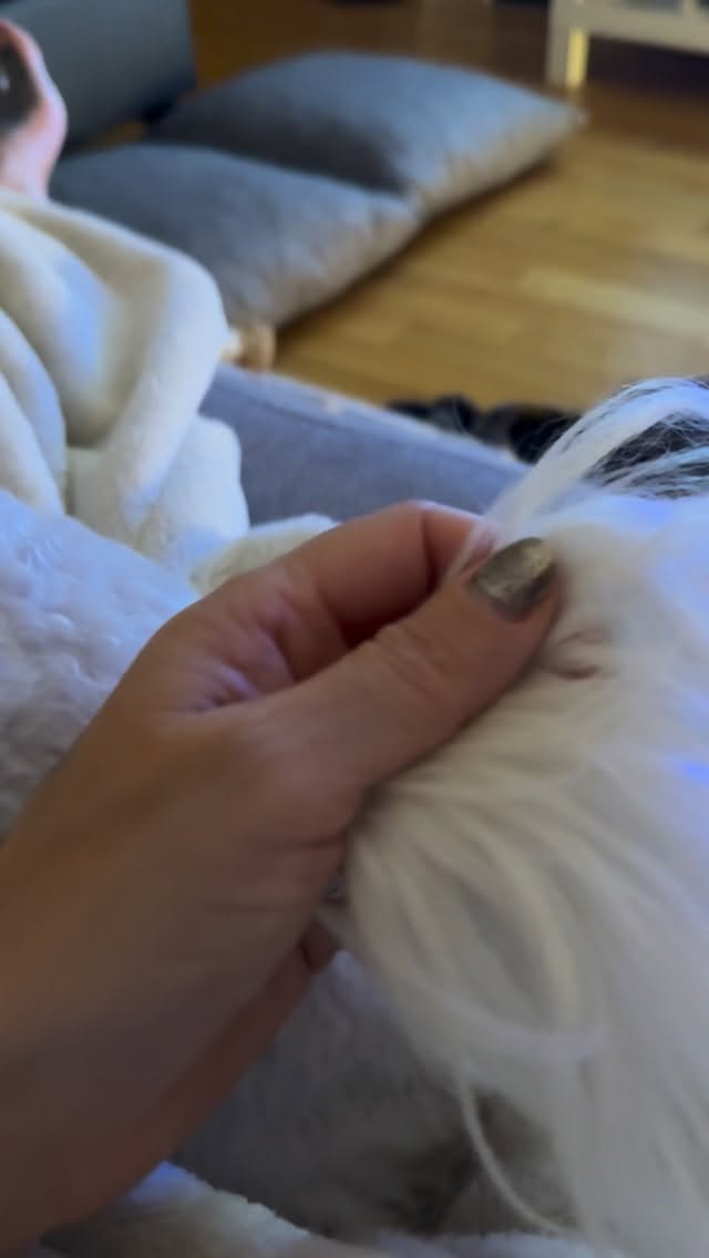 #grooming #hunderrziehung #luzern #grooming_luzern #hundesalonluzern #schweiz #pomeranian #maltese