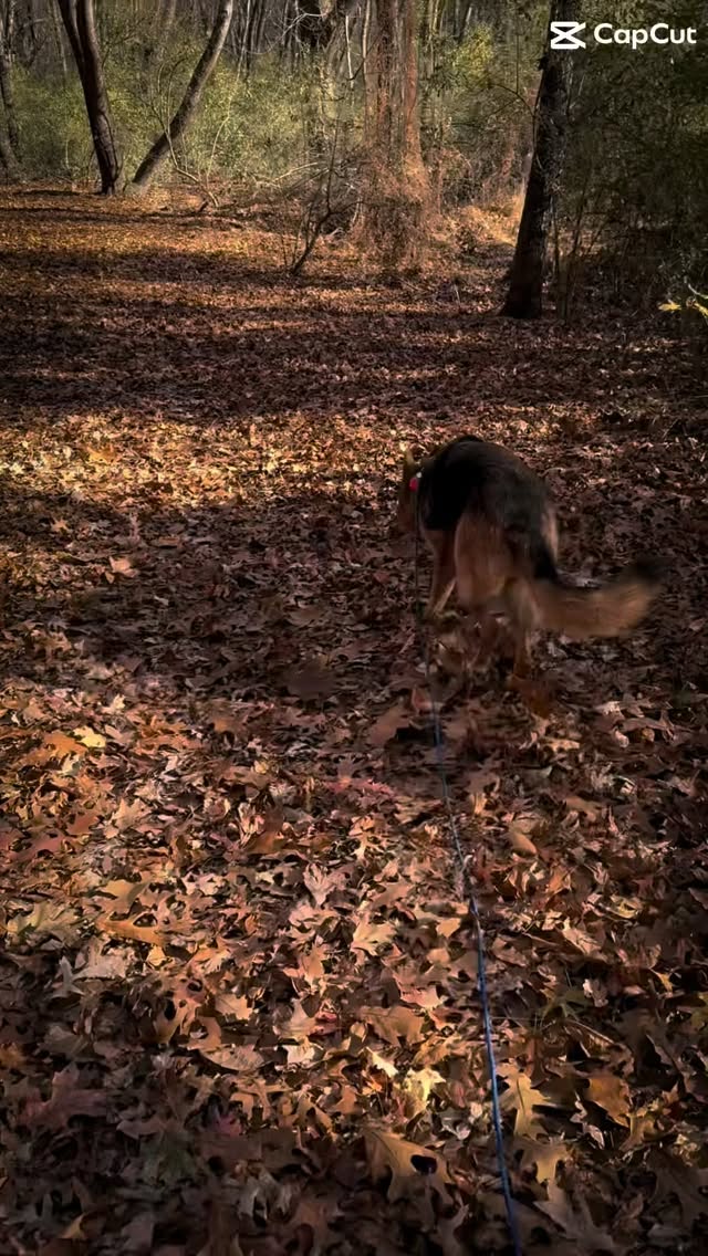 #dogsofinstagram #gsd #inpiration #good #goodjob #gooddog #gsd #gsdofinstagram #gsdlife #gsdnation #gsdlove #dogs