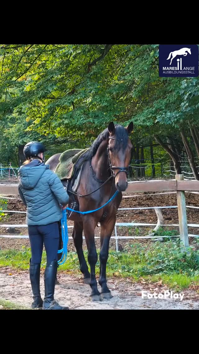 EDDY – entspannt, zuverlässig und unkompliziert.💞 Freude am Gelände, kleinen Sprüngen und lockerer Dressurarbeit inklusive💯
📍 Standort: Braunschweig
📩 DM für mehr Informationen
Ehorses ID: 4676444
#springreiten #reitturnier #reitsport #reitpferd #springpferd #horsesofinstagram #equestrianlife #pferdeliebe #jungpferdeausbildung #nachwuchspferd #futurestars #younghorses #pferdezucht #verkaufspferd #verkaufspferde #saleshorse #horsesforsale #showjumpersales #dreamteam #maresilange
