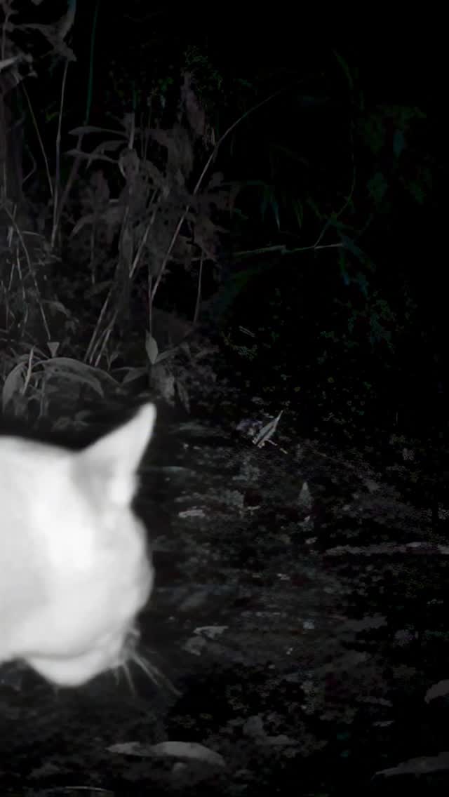 A rare glimpse into the secret world of pumas 🐾 This female and her two tiny kittens were captured on the Cloudbridge Camera Trap Project — a reminder of how fragile early life is for these mountain predators.
Pumas have a gestation period of around 90–96 days, and mothers usually give birth to 1–4 kittens. But survival is tough: in many populations, fewer than 50% of kittens make it past their first year due to predation, starvation, disease, or male pumas taking over territories.
For the first 6–8 weeks, kittens stay hidden in dense cover while their mother hunts. Only when they’re strong enough does she start leading them along these mountain trails — moments we’re lucky to witness.
Every sighting of a healthy family like this is a win for conservation in the Talamanca Mountains. 🌿🐆
#puma #mountlion #cougar #pumakittens #wildlifeconservation #cloudbridgenaturereserve #costaricawildlife #wildcatimagingproject #ridgelineproject #cameratrap #wildcats #conservationphotography #talamancamountains #bigcats #wildlifeeducation #naturelovers #savethecats