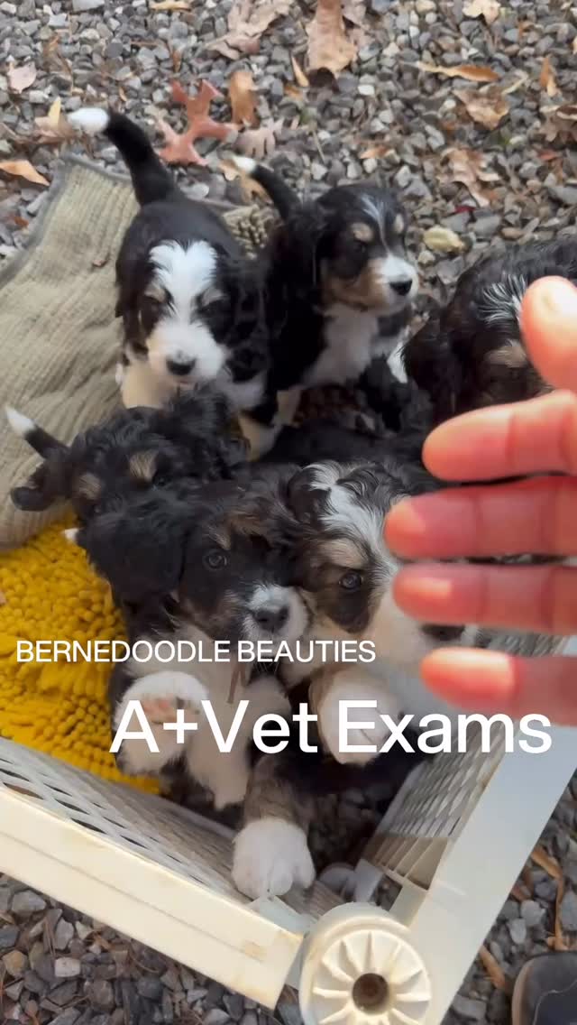 A+ scores for our Bernedoodle Beauties @ @elevatedstandardsnc ❤️ Big thank you to Dr. Brown with Brown Mobile Veterinary Clinic. We love bringing the vet to our puppies to keep them safe! These beauties will be going home very soon and we are enjoying every minute with them! 😎 #bernedoodlesofinstagram #bernedoodle #bernedoodlepuppies #bernedoodlepuppy