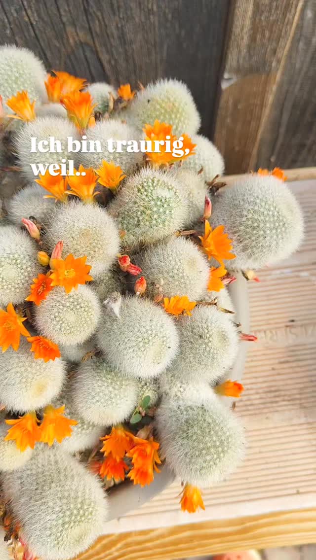 #kaktus #kakteen #orangenerkaktus #kakteenliebe #kaktusliebe #kakteenfreunde #kakteensammlung #kakteensammler #sukkulenten #sukkulentenliebe #pflanzenliebe #pflanzenfreunde #pflanzenfotografie #blütenpracht #orangeblüte #farbenspiel #gartenliebe #pflanzenwelt #naturfotografie #kakteenfreak #kakteenfan #kakteenhobby #kaktusvermisst #kaktusgestohlen #kaktusverlust #pflanzenvermisst #pflanzenklau #gestohlenePflanze #pflanzenärger #pflanzencommunity