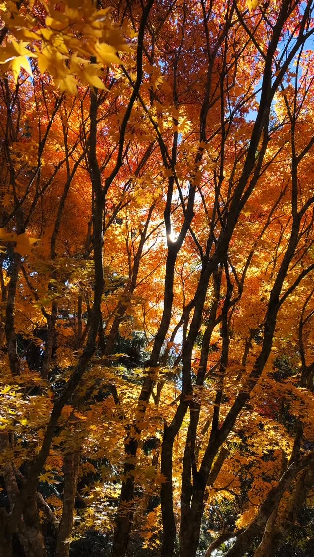 To Autumn, my great love, passed by once again. It’s always hard to see you go. You were a wonder and a beauty.
I spent a lot of time in the woods, accomplished very little creatively, turned 37, celebrated a sixth wedding anniversary with my favorite person, listened to a lot of @dannyelfman
This audio clip is something I recorded recently that may or may not develop into something more.
🍂
#vocals #harmonies #acappella #improvised #singer #originalmusic #vocalist #singersofig