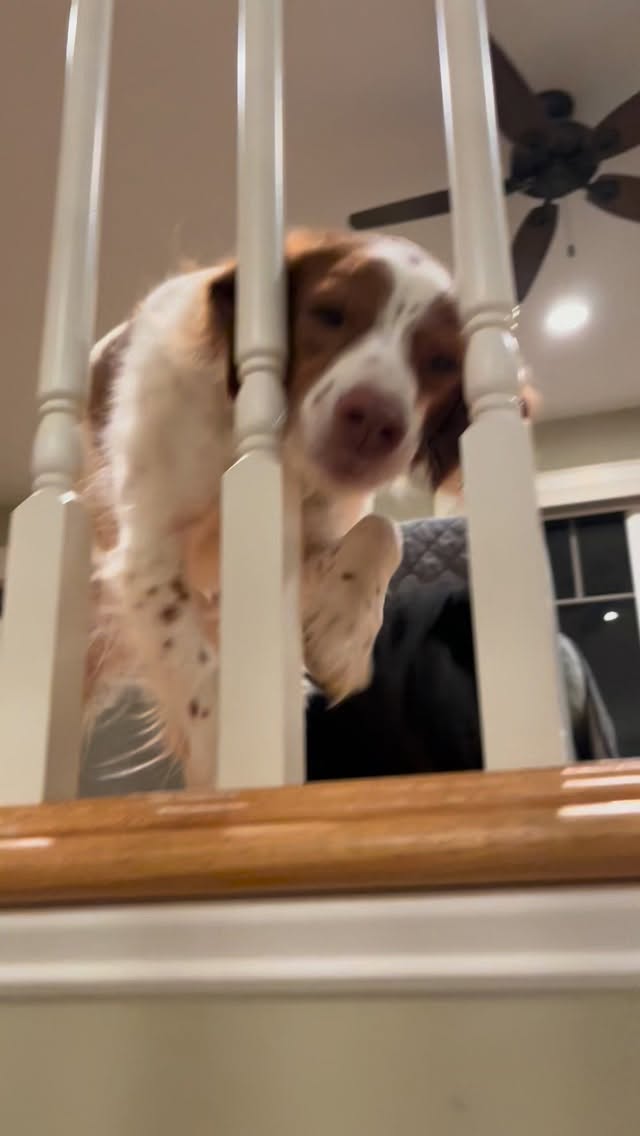 I like to encourage them to use their voices!
#petsitter #asheville #dogsitter #springerspaniel #pomeranian #voices #insanity