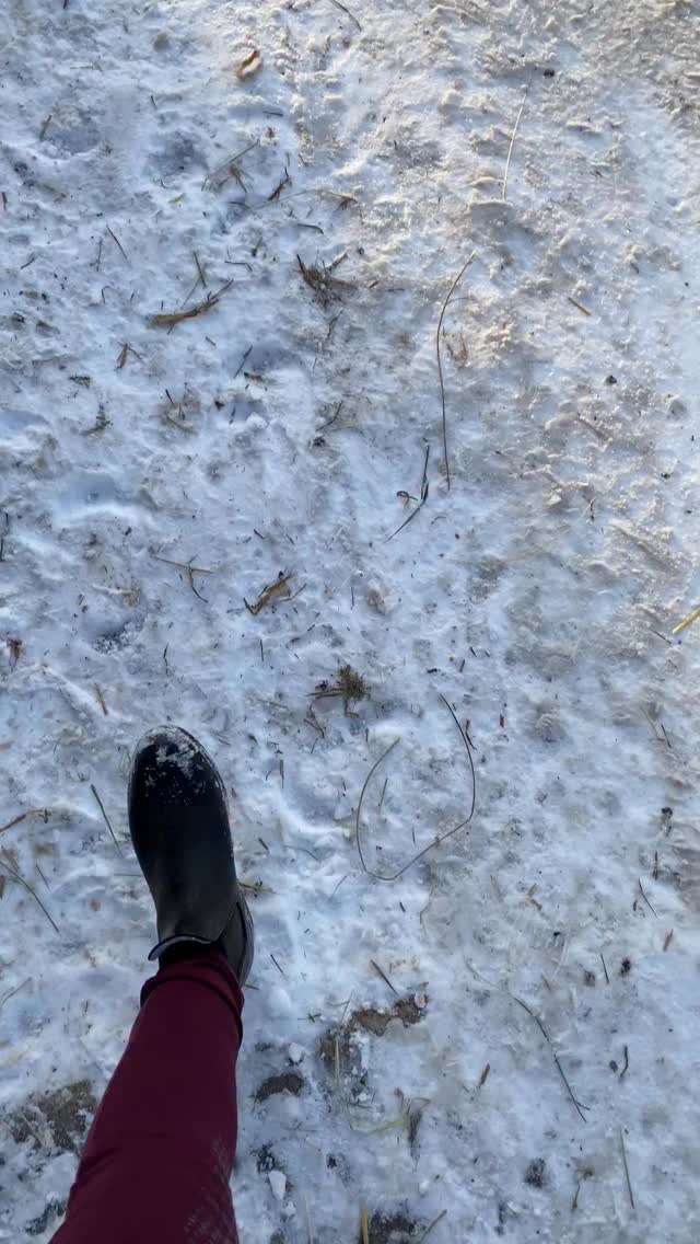 Viele von uns setzen sich im Stall Kopfhörer auf, um dem Alltag zu entfliehen und Stress abzubauen. Musik kann dabei ein schönes Gefühl sein, besonders dann, wenn der Rhythmus im Ohr plötzlich zu den Schritten des Pferdes passt und alles für einen Moment im Fluss ist. Gleichzeitig habe ich in den letzten Tagen gemerkt, dass ich mich dadurch auch ein Stück vom Moment entfernt habe – von meinem Pferd, von der Kommunikation, von mir selbst.
Wenn wir unter Stress stehen, versuchen wir oft, Reize auszublenden, indem wir uns mit anderen Reizen beschallen. Für unser Nervensystem bedeutet das aber nicht automatisch Entspannung. Manchmal passiert sogar das Gegenteil: Wir bleiben im Außen, statt wirklich zur Ruhe zu kommen. Achtsamkeit im Stall kann etwas anderes sein – bewusstes Atmen, wahrnehmen, zuhören, sprechen, loben und präsent sein. Genau darüber kann Regulation entstehen.
Unser Nervensystem beruhigt sich nicht durch Abschottung, sondern durch Sicherheit, Verbindung und Präsenz. Der Stall und die Zeit mit dem Pferd können genau das sein, wenn wir ihnen Raum geben. Vielleicht ist Musik im Stall manchmal genau richtig. Und vielleicht ist es manchmal auch heilsamer, sie bewusst wegzulassen und im Moment anzukommen.
Wie erlebst du das für dich – hilft dir Musik beim Abschalten oder eher das bewusste Dasein mit deinem Pferd?