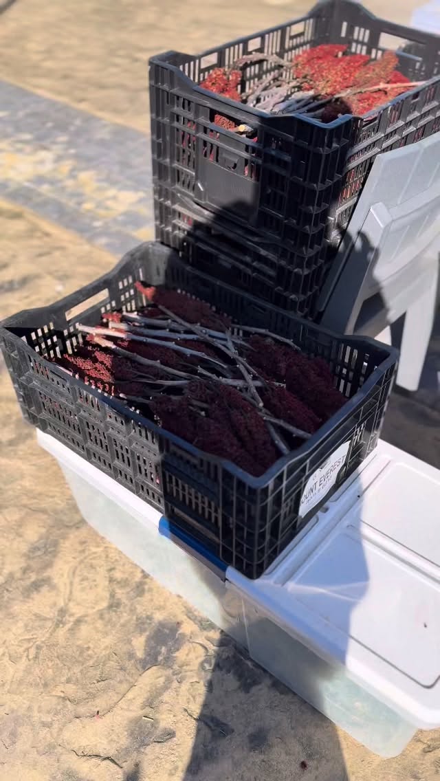 We’ve got a whole line up of wreath workshops this season. Check out the link in our bio and join us for one at Dirt Farm, Breaux Vineyard or Buchanan Hall! #walkingwindfarmandflorist #clarkevafarmmkt #clarkecountyva #dirtfarmbrewing #loudouncountyva #breauxvineyards #buchananhallfarmersmarket