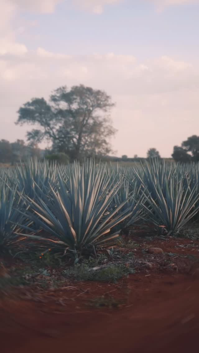 Our legacy traveled from its homeland to the world, crossed borders, and arrived in Los Angeles to stay.
The spirit of the agave continues to guide the way. 🌎✨
Nuestro legado viajó del terruño al mundo, cruzó fronteras y llegó a Los Ángeles para quedarse.
El espíritu del agave sigue guiando el camino.
#LA #tequila #losangeles #Atotonilco