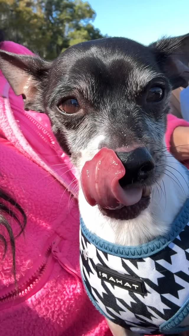 You spend how much 🤣#rescuedogs Join us at DOGAROOO — the Ultimate Dog Convention! 🐾🐕🐩
Mark your calendars 🗓️ March 6–7, 2027 at the @pasadena_conventioncenter in Pasadena, CA! This is the can’t-miss event for dog lovers everywhere. 🐶✨
Here’s what you & your pup can look forward to:
✨ Vendors & Sponsors with treats, toys, food & must-have products
🎓 Meet & learn from some of the world’s top dog trainers
🏡 On-site adoption area in partnership with local shelters ❤️
👑 Dog costume contest + “Best in Show” competition
🌳 Dog park, pet games, dog art, fashion and fun for the whole family
Our mission at Dogarooo Convention is simple: create the ultimate experience for dog owners while helping pups across California find their forever homes. 🐾
🐕💼 Interested in sponsoring or booking a booth? Email us through the link in our bio today!
📍 Pasadena Convention Center
📅 March 6–7, 2027
#Dogarooo #DogConvention #pasadenadogs #DogParents #DogsOfInstagram #amazonpets #amazondogs #convention #conventions #rescuedogsofinstagram #dogevent #dogreels #doginfluencer #doginfluencers #doginfluencersofinstagram #dogtoysofinstagram #petexpo #funnydogvideos #dogtraining #dogtrainers #funnydog #losangelesdogs #cutedog #doginfluencersofinstagram #funnydogreels #funnydog #funnydog #dogmeme #dogs #funnydogmemes #chihuahuas