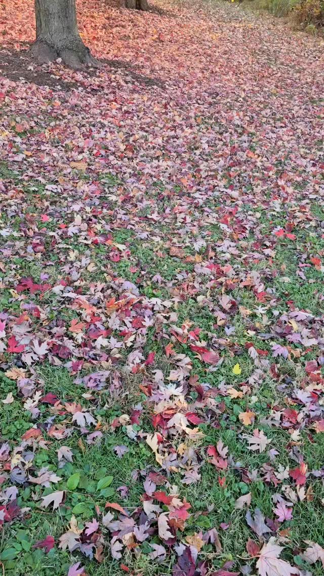 Inhale slowly, softly: cool air
Exhale: warm air
Inhale: the texture of air around you, next time your around a tree
Exhale: the softening of the body
Inhale: vibrant colours around you, grey included
Exhale: a slowing down
#co2tolerance
#breathawareness
#selfcare
#saveourtrees
#coherencebreathing
#somatichealing
#desmoinesdoesthings
#asian_female_entrepreneur