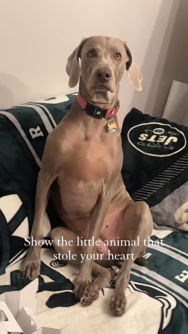 they really do steal your heart ❤️ Join us at DOGAROOO — the Ultimate Dog Convention! 🐾🐕🐩
Mark your calendars 🗓️ March 6–7, 2027 at the @pasadena_conventioncenter in Pasadena, CA! This is the can’t-miss event for dog lovers everywhere. 🐶✨
Here’s what you & your pup can look forward to:
✨ Vendors & Sponsors with treats, toys, food & must-have products
🎓 Meet & learn from some of the world’s top dog trainers
🏡 On-site adoption area in partnership with local shelters ❤️
👑 Dog costume contest + “Best in Show” competition
🌳 Dog park, pet games, dog art, fashion and fun for the whole family
Our mission at Dogarooo Convention is simple: create the ultimate experience for dog owners while helping pups across California find their forever homes. 🐾
🐕💼 Interested in sponsoring or booking a booth? Email us through the link in our bio today!
📍 Pasadena Convention Center
📅 March 6–7, 2027
#Dogarooo #DogConvention #pasadenadogs #DogParents #DogsOfInstagram #amazonpets #amazondogs #convention #conventions #rescuedogsofinstagram #dogevent #dogreels #doginfluencer #doginfluencers #doginfluencersofinstagram #dogtoysofinstagram #petexpo #funnydogvideos #dogtraining #dogtrainers #dogtreat #funnydogs #funnydog #losangelesdogs #weimmoments #doginfluencersofinstagram #funnydogreels #weimaraners #weimaraner #weimsofinstagram #weimaddict #weimaraner