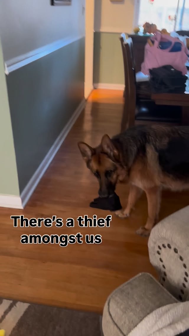 Thief in the house! #dogs #thief #gsdofinstagram #gsd #germanshepherd #gsdlife #gsdnation #dogsofinstagram #sillydog #gsdrules #gsdlove