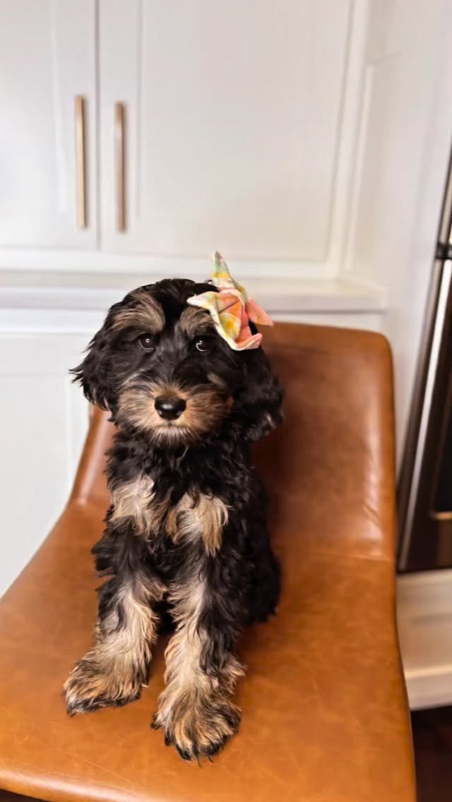 Say hello to Aretha!! A little lady with a big heart and a soul full of love! She’s ready to share her song with her forever family and fill a home with the sweetest kind of joy. 💛
There’s never been a better time to welcome a puppy into your life, routines are settled, days are calmer, and it’s the perfect season to slow down and make room for something special. A new puppy brings laughter, purpose, and the reminder to appreciate the simple, happy moments.
If you’ve been waiting for a sign that it’s time to say “yes” to your next best friend… this is it. 🐾
#southernmeadowsdoodles #smdpups #findyourforever #puppylove #foreverfamily #doodlejoy #australianlabradoodle #betterbreedbydesign #puppygram #puppylove