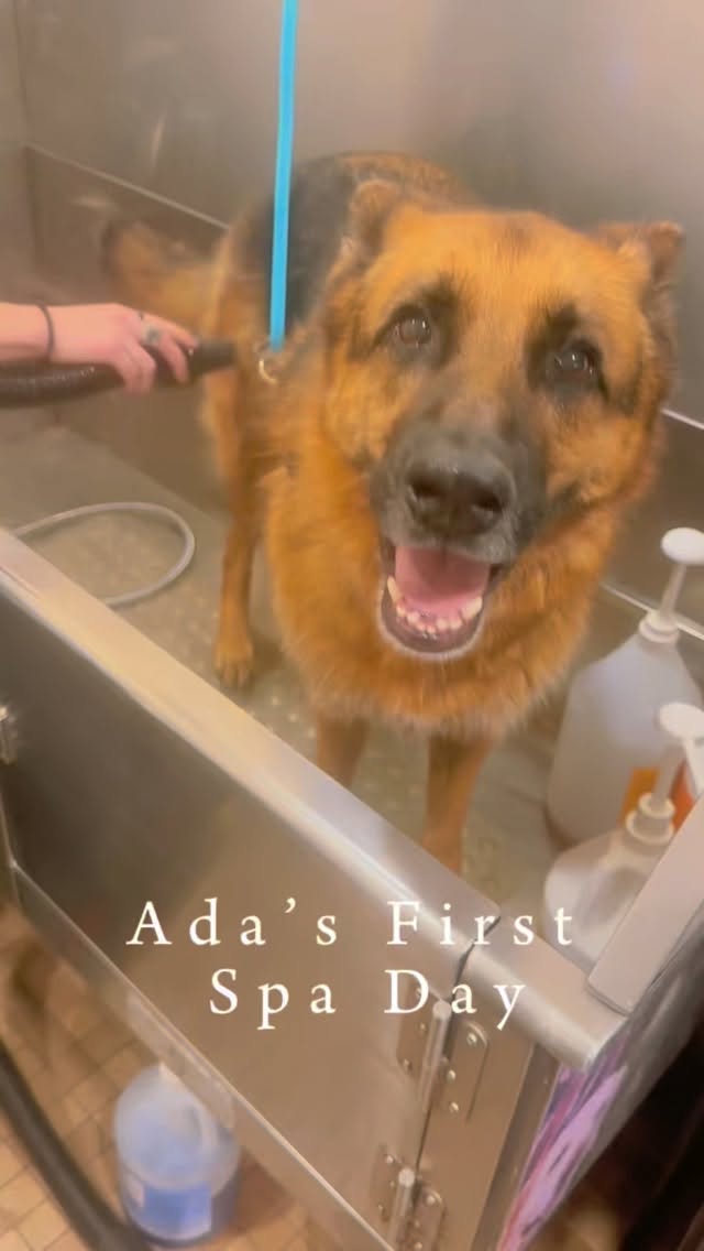 Thank you @12wolfieswalkies for my awesome #spaday !! I look amazing!! #dogsofinstagram #gsd #germanshepherd #gsdofinstagram #gsdlife #gsdnation #gsdlove #dogs #atthegroomers #pawson34