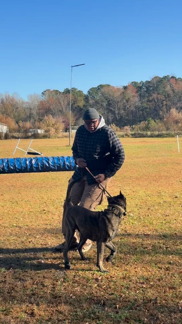 Taking baby steps with Klutch.
Learning more each time we step on the field.
Yesterday, his 2nd birthday, he showed me some good first steps: steady with gunfire, starting to put the picture together in protection.
We’ve got a long road ahead, but I’m starting to see where we can go.
Klutch Ur Pearls De La Fundacion K9
Breeder: @lafundacionk9
Club: @outcastwdc
Decoy: @lepinskik9services