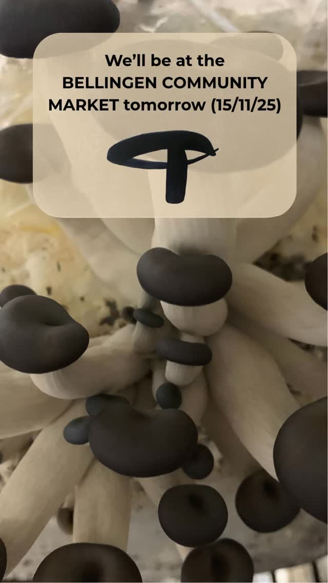Hey hey… we’ll be in our usual spot (opposite the tennis courts 🎾) at the November @bellingencommunity market tomorrow. We will have fresh culinary mushrooms 🍄🟫, our farm-grown organic heirloom tomatoes 🍅 and our full range of medicinal mushroom and herbal remedies 🌱 🌻 X