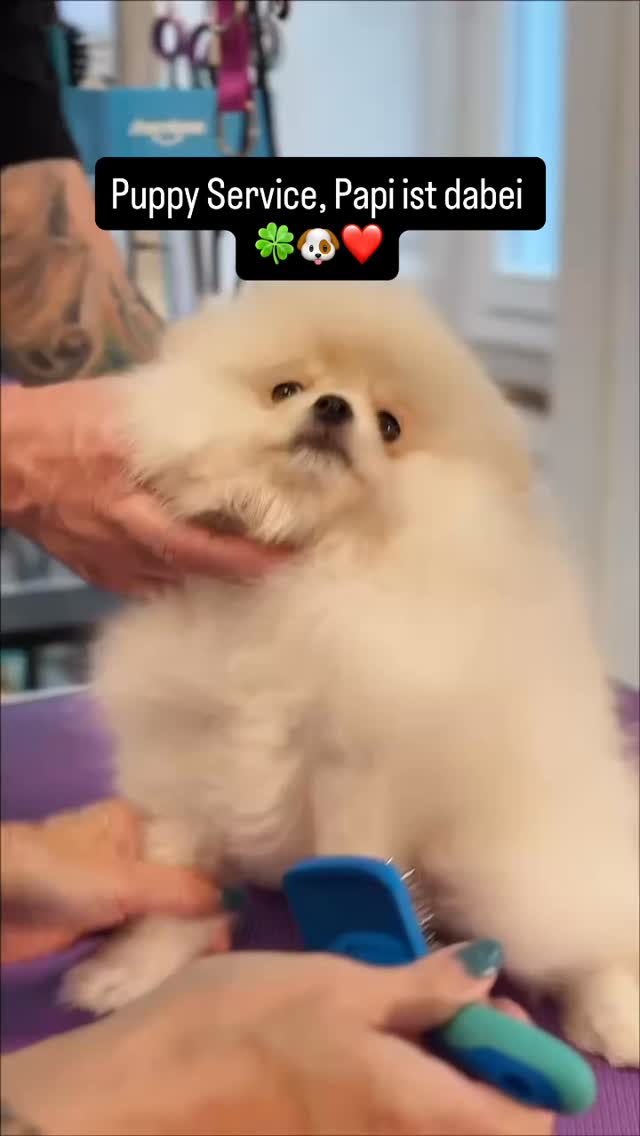 #grooming #luzern #hundesalon #grooming_luzern #maltese #pomeranian #puppy #pudel #bolonka #hundesalonluzern