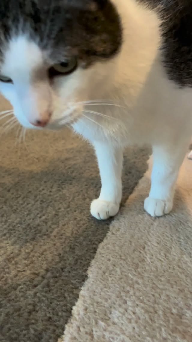 When it’s cold, just find a lap!
#petsitter #petcare #catsitter #bubbles #laps #babyitscoldoutside #asheville #chattykitty